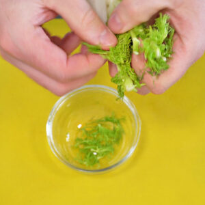 Fenchelwedel abzupfen