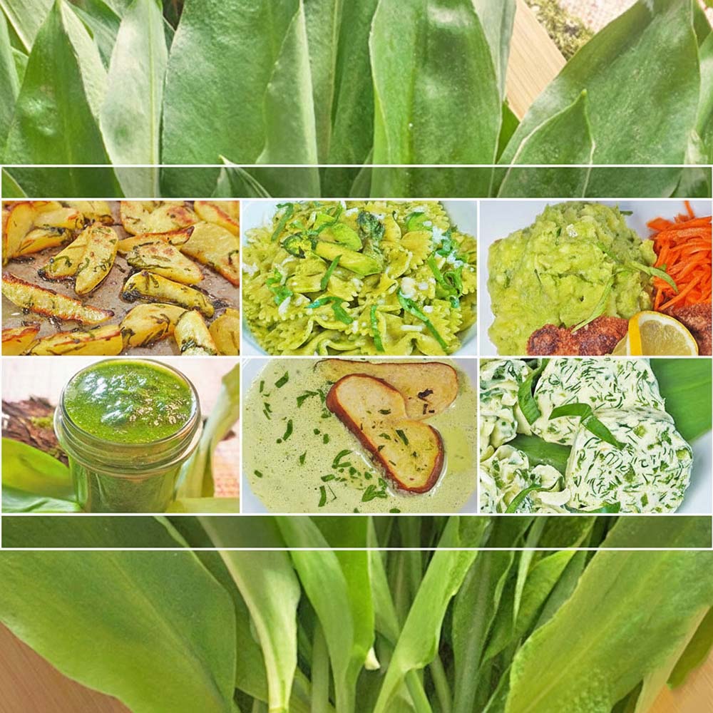 Bärlauch Rezepte – Die 6 besten Rezepte & Tipps zum Verarbeiten